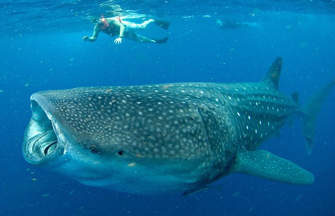 An evocative image of a whale shark gracefully swimming into the depths, symbolizing the ocean's fragile beauty and the importance of responsible tourism