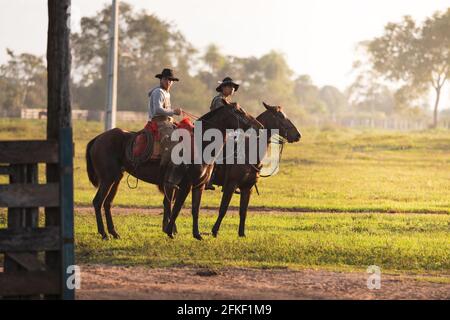 Hyacinth macaws in a tree
