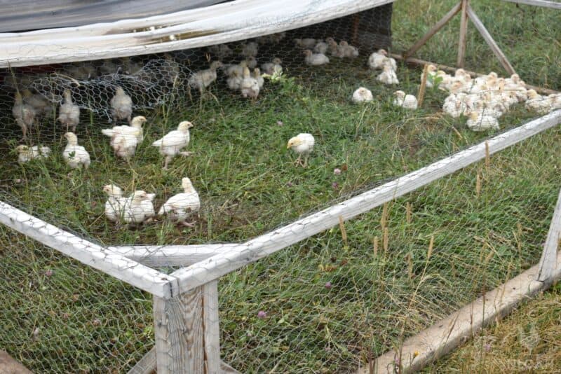 Chicken Coop with Hardware Cloth