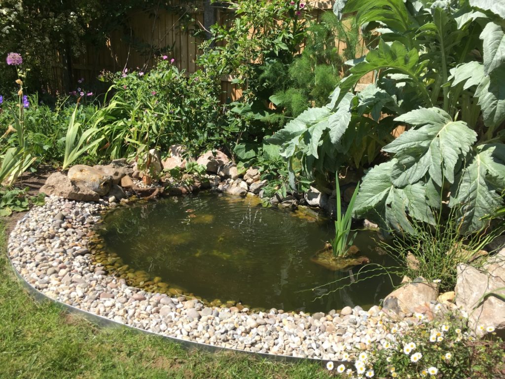 variety aquatic plants different depths pond