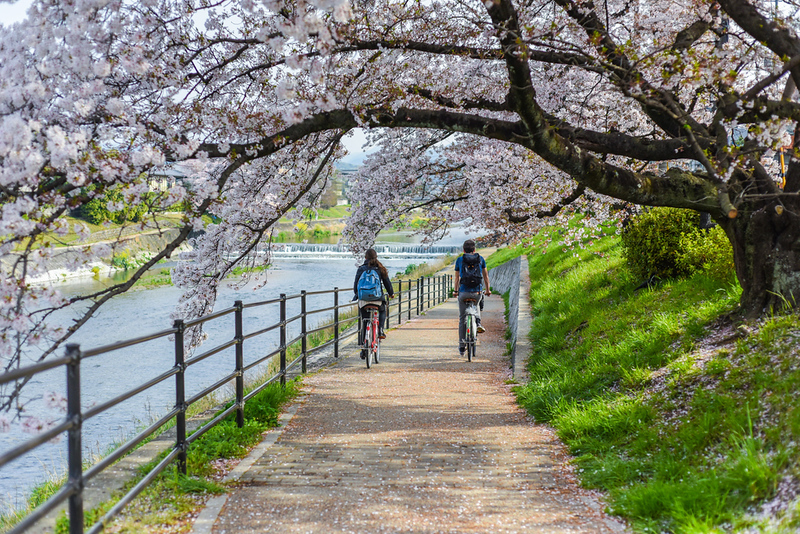 Cherry blossoms in Kyoto