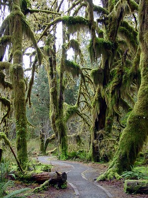 ## Olympic National Park: A Convert's Tale (For a...