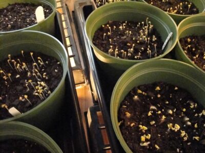 A collection of handcrafted simmer pot kits, packaged in muslin bags with foraged ingredients and instructions.