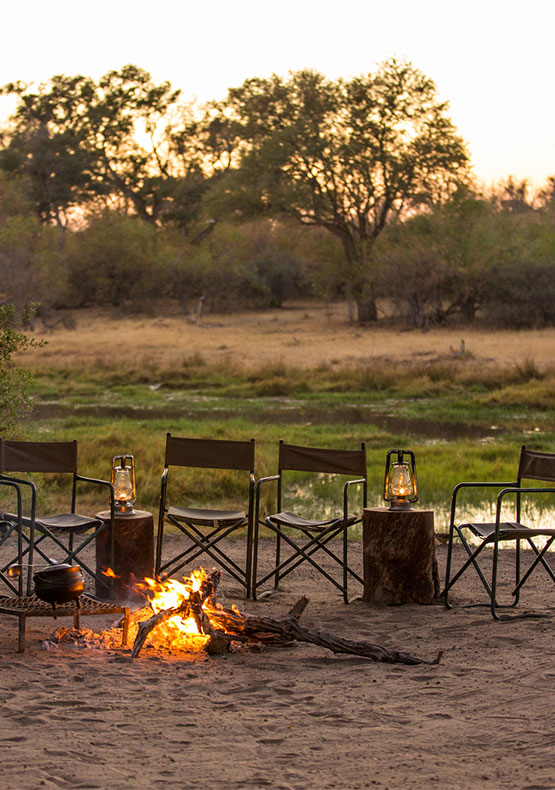 A close-up photo of the Pel's Fishing Owl perched on a branch.