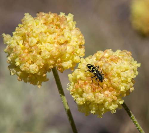 A tiered garden with varied flowering plants, textures, and bloom times