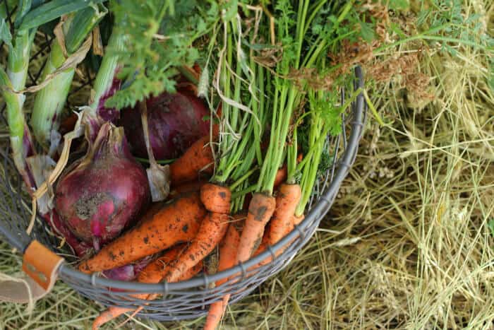 Ditch the Grocery Store: Build Your Own High-Ef...