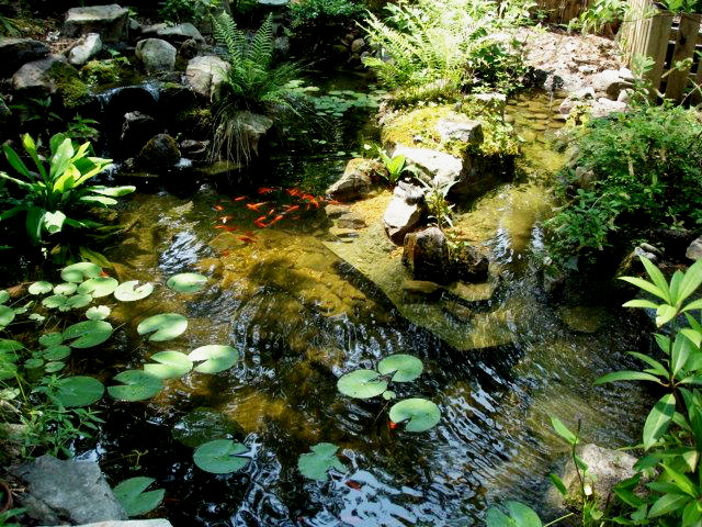 Backyard Oasis: Creating a Wildlife Pond on You...