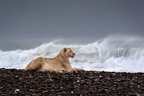 # Chasing Ghosts and Lions: A Photographer's Journ...