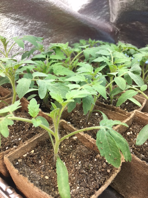 Beyond the Compost: 5 Unexpected Ways to Upcycl...