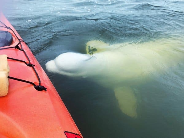 A kayaker paddles alongside a beluga whale in the clear waters of the Churchill River, Manitoba, capturing the intimate nature of this wildlife encounter.