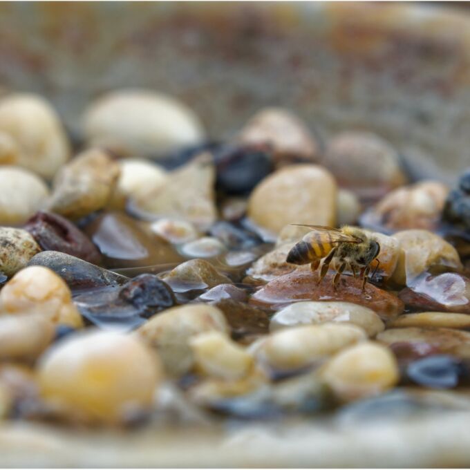 hands placing rocks shallow water garden