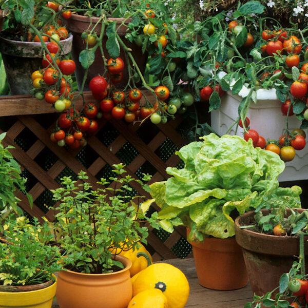 A close-up of compost in a home garden.