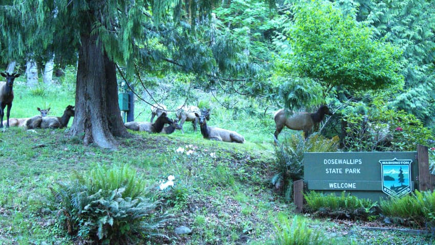 Whale swimming with humpback whale