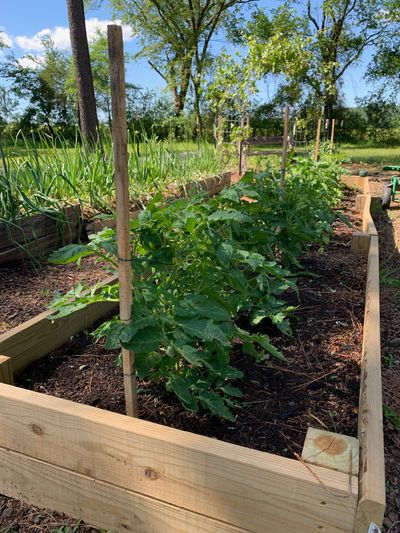 Raised Garden Bed