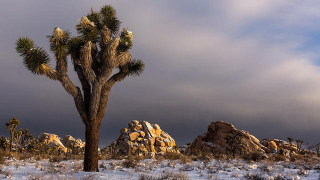 Anza-Borrego Desert State Park wildflowers
