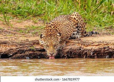 # Forget the Serengeti: The Pantanal is the New Fr...