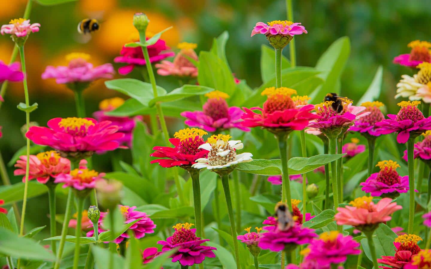 variety late-blooming plants colorful garden