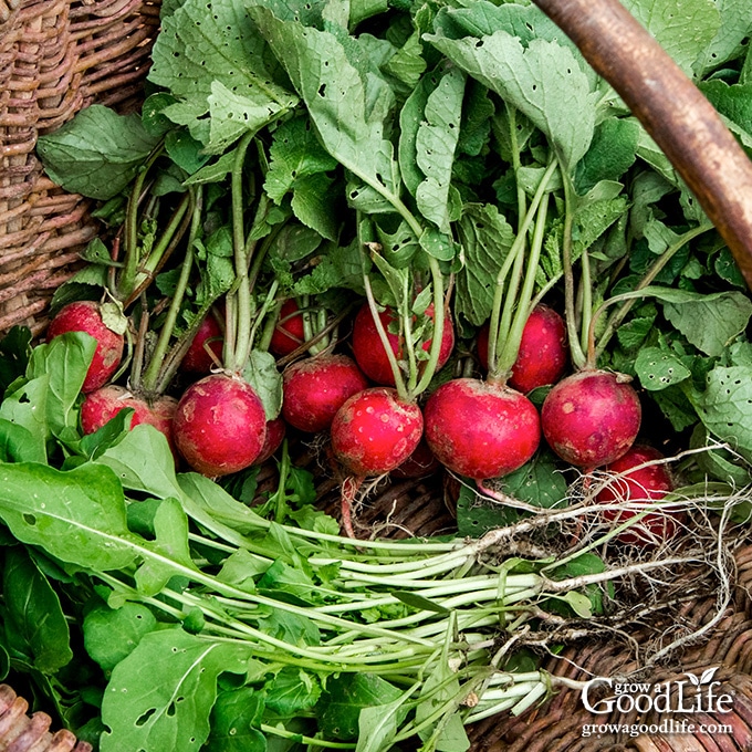 From Seed to Supper: Growing a Rainbow Radish H...