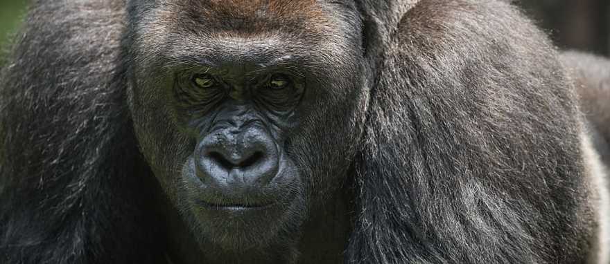 # Through the Lens: Rwanda's Volcanoes National Pa...