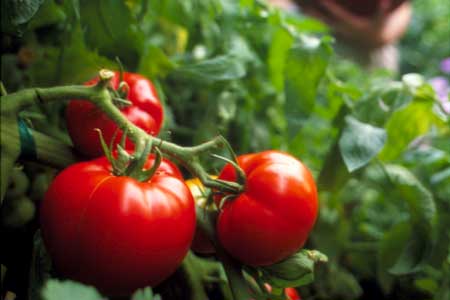 Assorted types of ripe tomatoes
