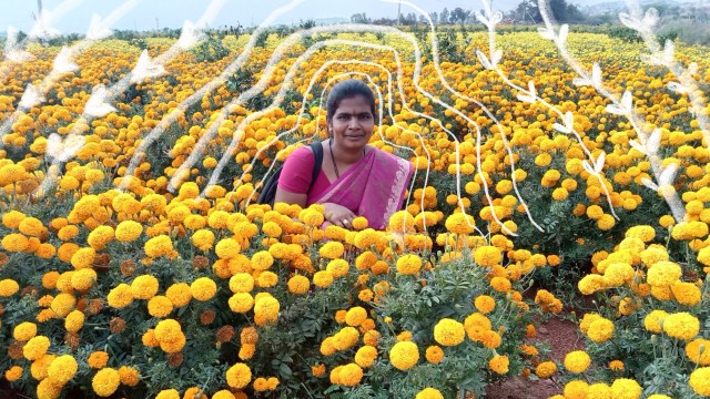 From Seed to Soul: Cultivating a Homestead Gard...