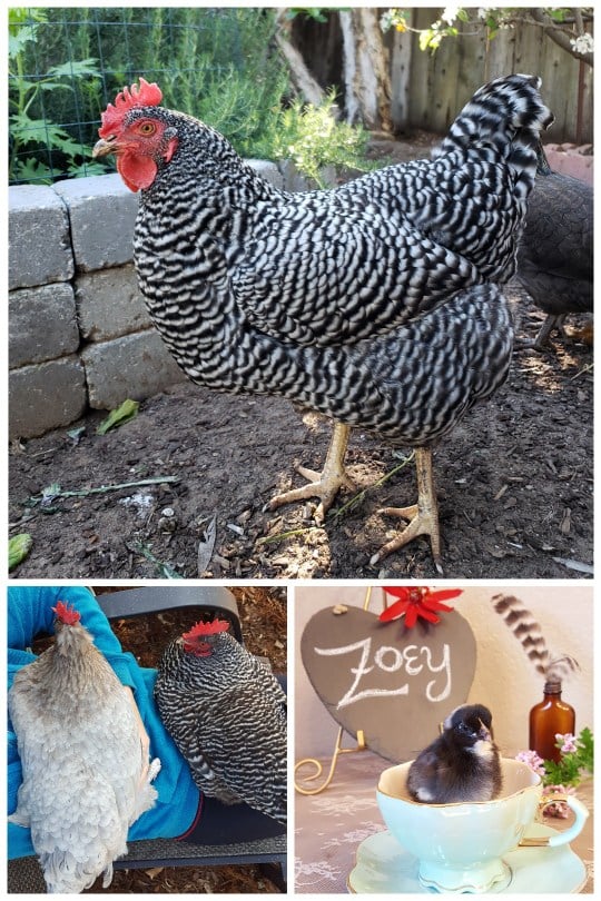 A photograph capturing a Black Orpington hen pecking in the pasture, showcasing its beautiful plumage and foraging instincts.