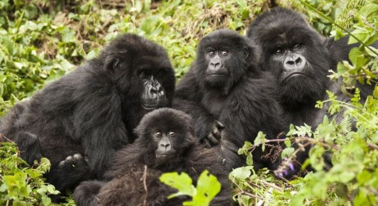 Ellen DeGeneres Campus of the Dian Fossey Gorilla Fund