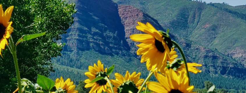 Gardens That Save: Harnessing Seasonal Bounty for...