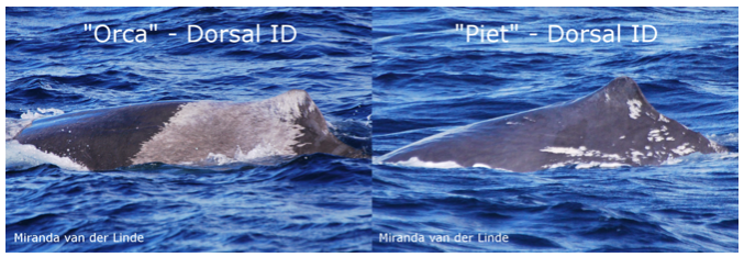 Sperm Whale Fluke Identification