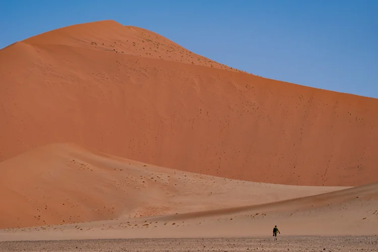 Namaqua chameleon blending into the desert sand