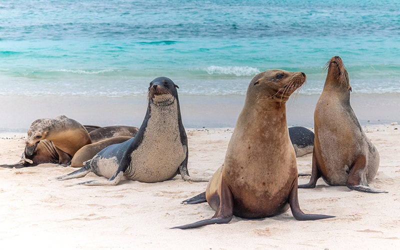# Galapagos Unfiltered: A Marine Biologist's First...