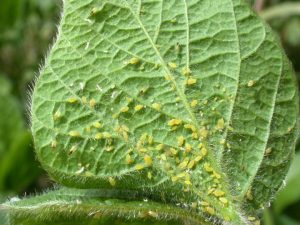 ladybug leaf aphid closeup