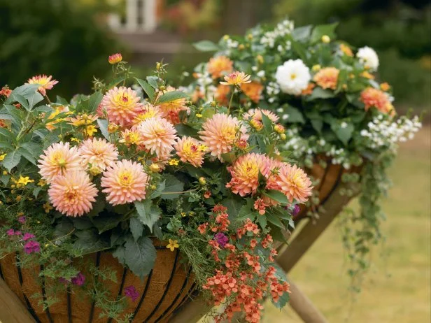 Watering plants