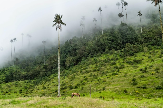 Coffee beans drying at Finca El Ocaso