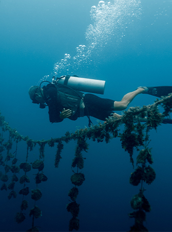 A Fijian Lovo being prepared with hot stones and banana leaves