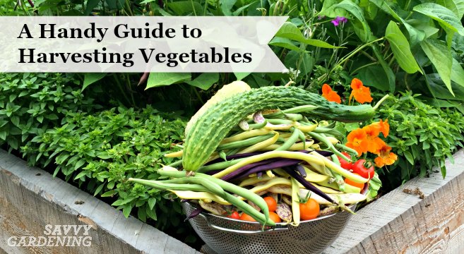 A vibrant salad made with freshly picked greens and vegetables, drizzled with a light vinaigrette.