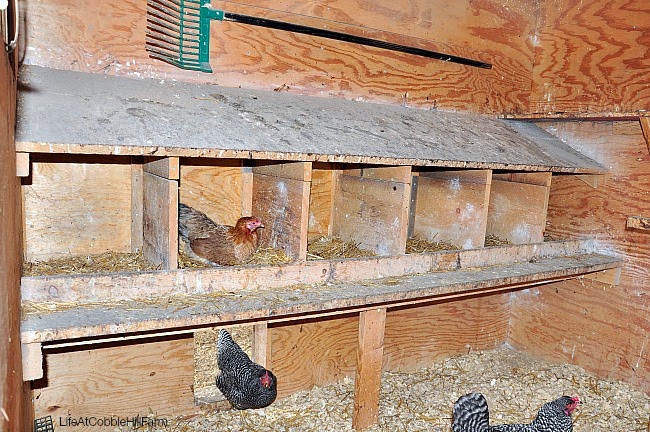 Homesteader attaching corrugated metal roofing to the A-frame with screws and rubber washers, showing the overlap for weatherproofing