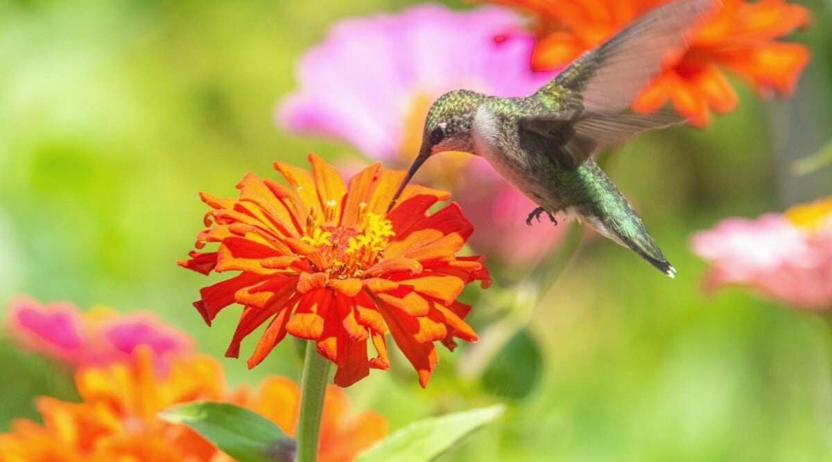 Beyond the Bee: Create a Pollinator Paradise (T...
