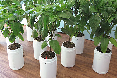 A medium shot of a hand applying liquid seaweed fertilizer to a tomato plant using a watering can. The fertilizer solution should be visible. Focus on the act of nurturing and caring for the plants.