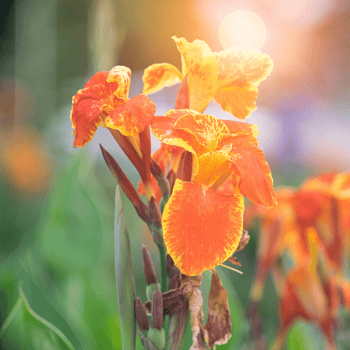 From Waste to Wonder: Composting Your Way to a...