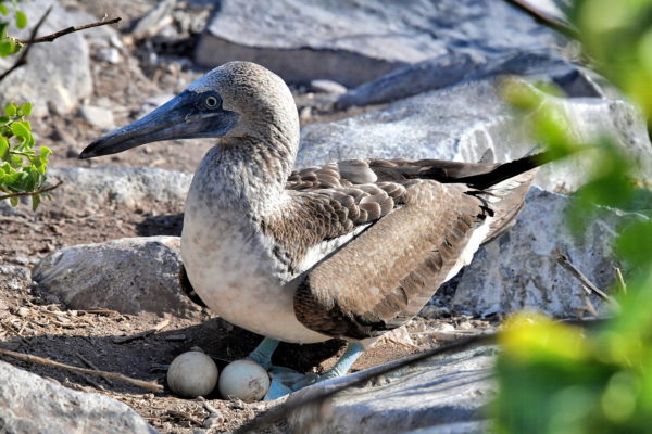 Blue Footed Booby on Española Island
