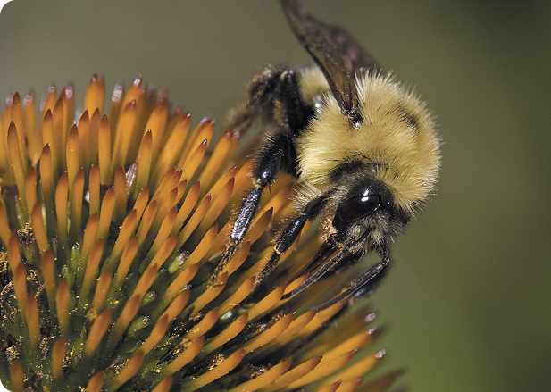 bumble bee