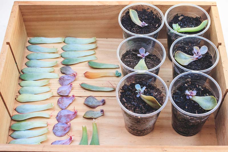 Multiply Your Succulents: A Simple Guide to Leaf...