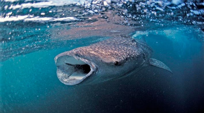An underwater photo of a snorkeler swimming alongside a whale shark in clear, blue water. This captivating image highlights the breathtaking experience of snorkeling in Nosy Be.
