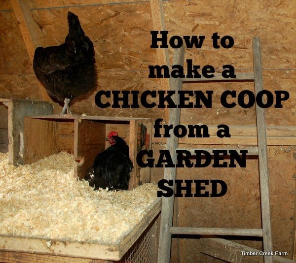 Inside a well-organized chicken coop with nesting boxes