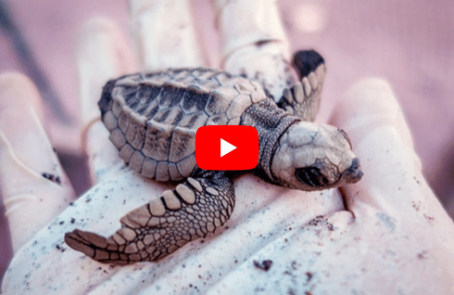 Woman monitoring sea turtle nests in Costa Rica