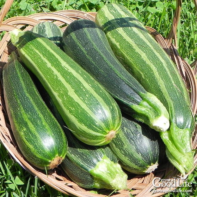 Late-Summer Bounty: Turning Your Zucchini Glut...