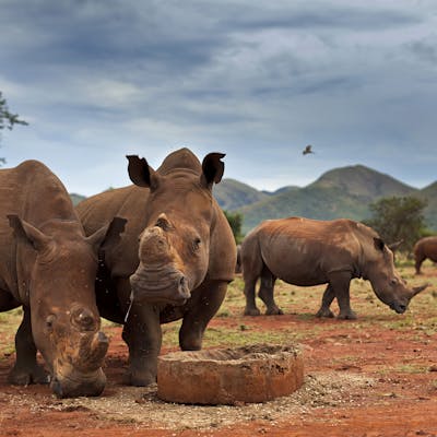 Rhino Notching Process