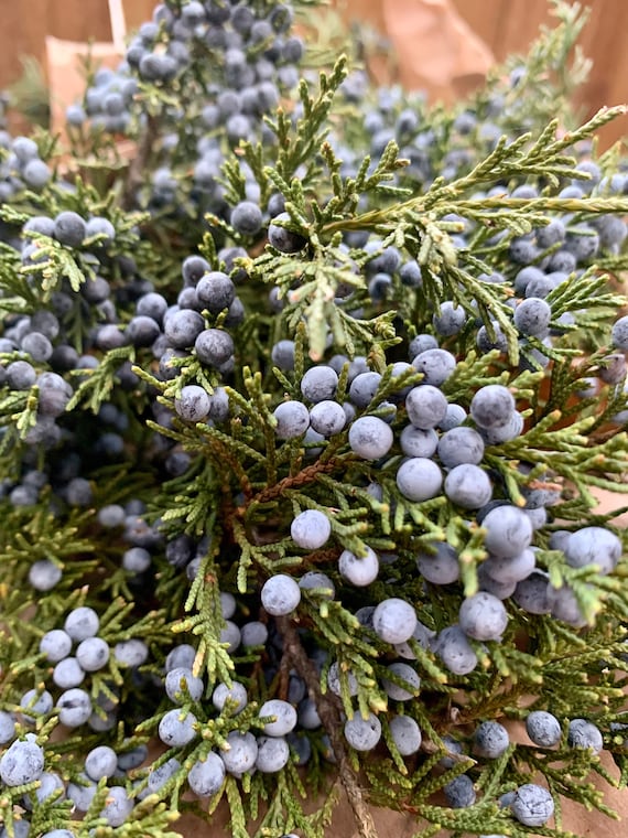 Close-up photograph of evergreen branches being secured to a wooden log with natural twine, creating the base for a Yule log centerpiece.