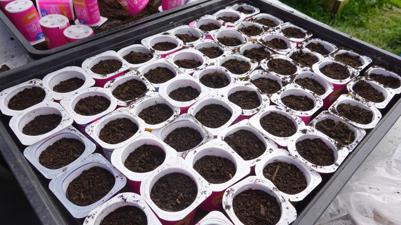 A side-by-side comparison image illustrating healthy seedlings thriving on the left and seedlings affected by damping off (brown and wilted) on the right, with a caption explaining the visible differences between the two.